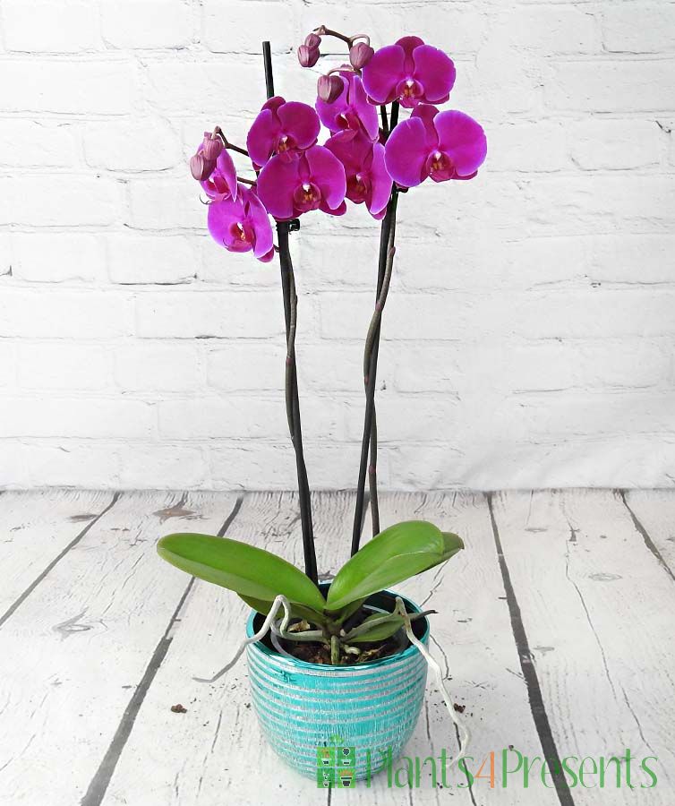 Bright Pink Orchid in teal ceramic pot