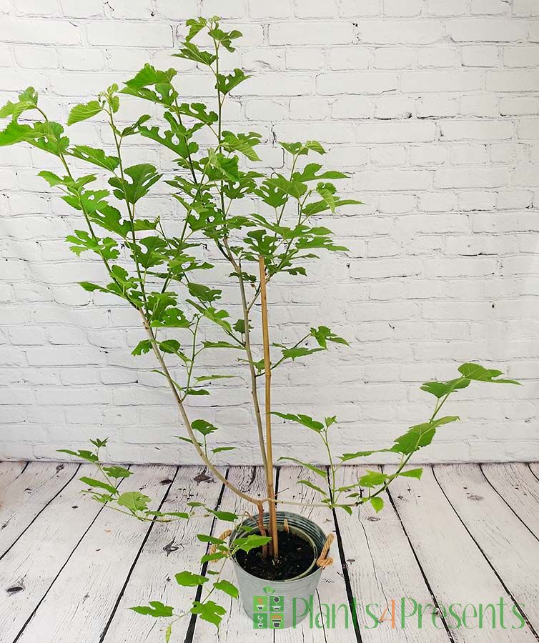 Large Mulberry 'Mojoberry'