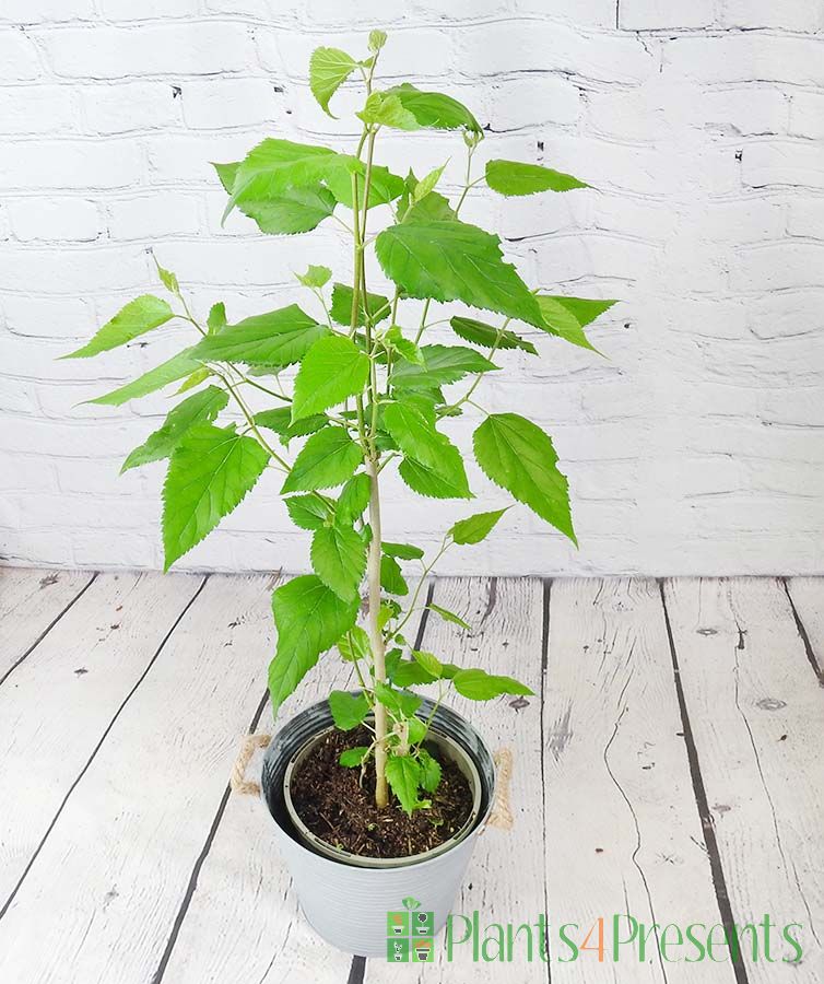 Dwarf Mulberry Bush April 24