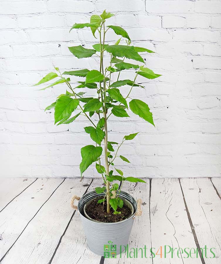 Dwarf Mulberry