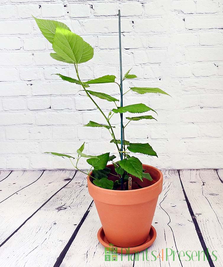 Mulberry Mojo