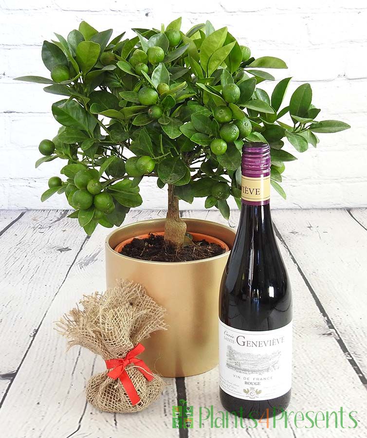 Mulled wine gift set 