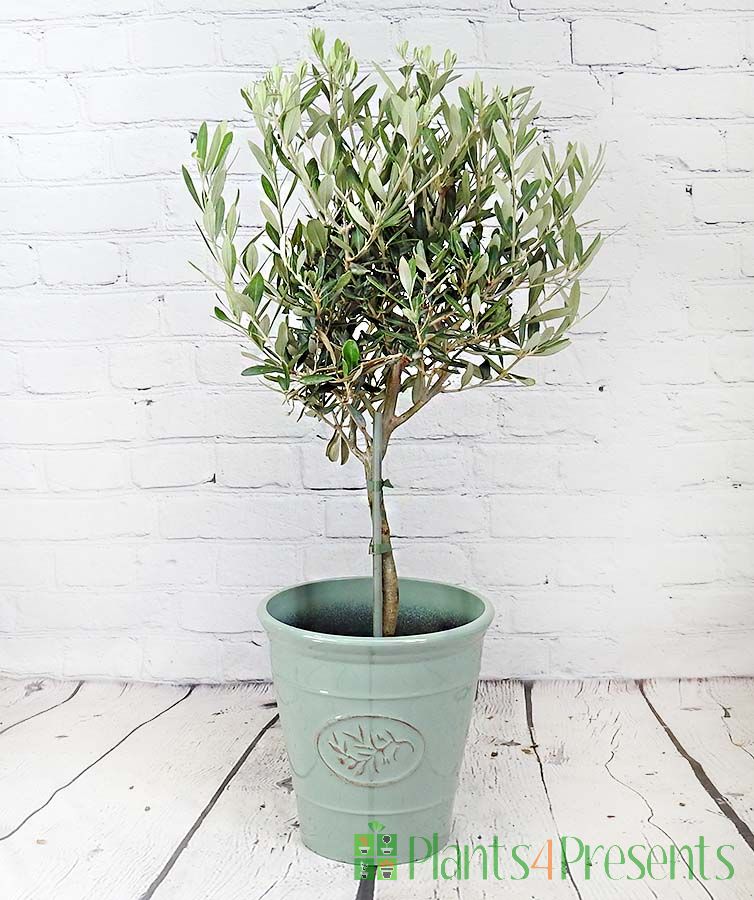 Olive tree in Olive recycled plastic container