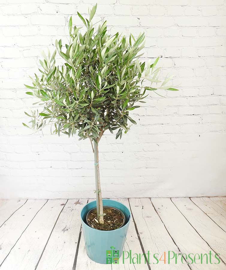 Large Olive Tree in Teal Recycled plastic pot