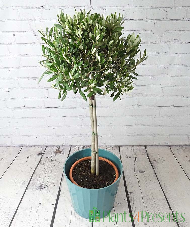 Large Olive Tree in Teal Recycled plastic pot