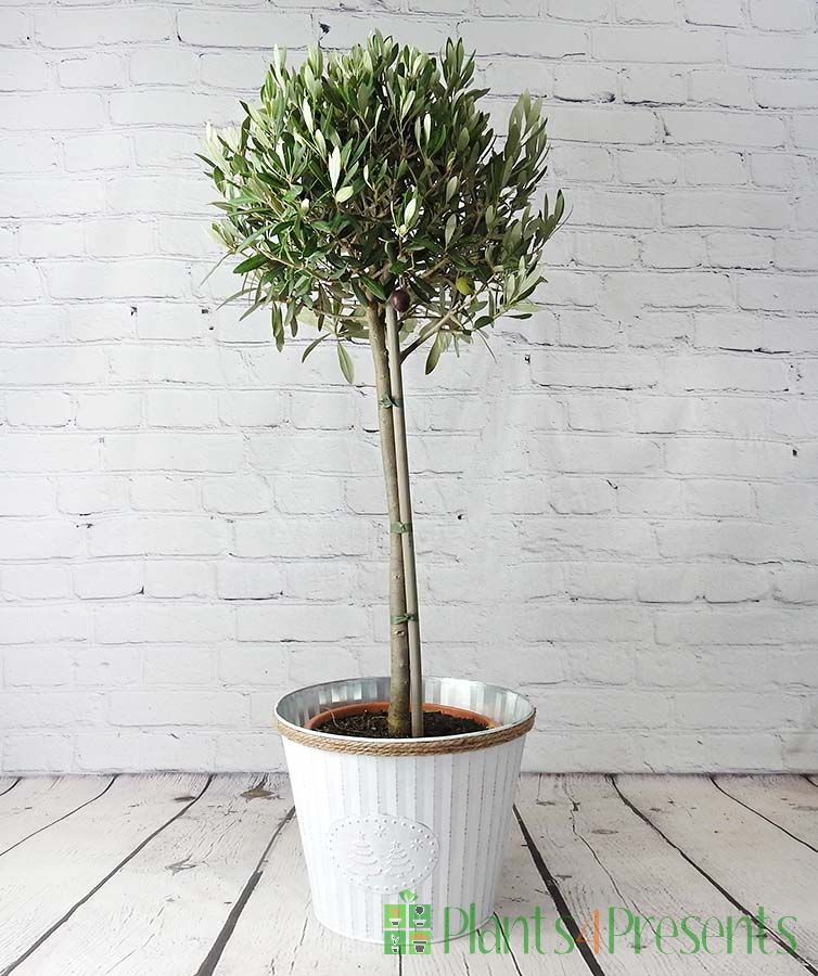 Large Olive in a Giant White Xmas Pail