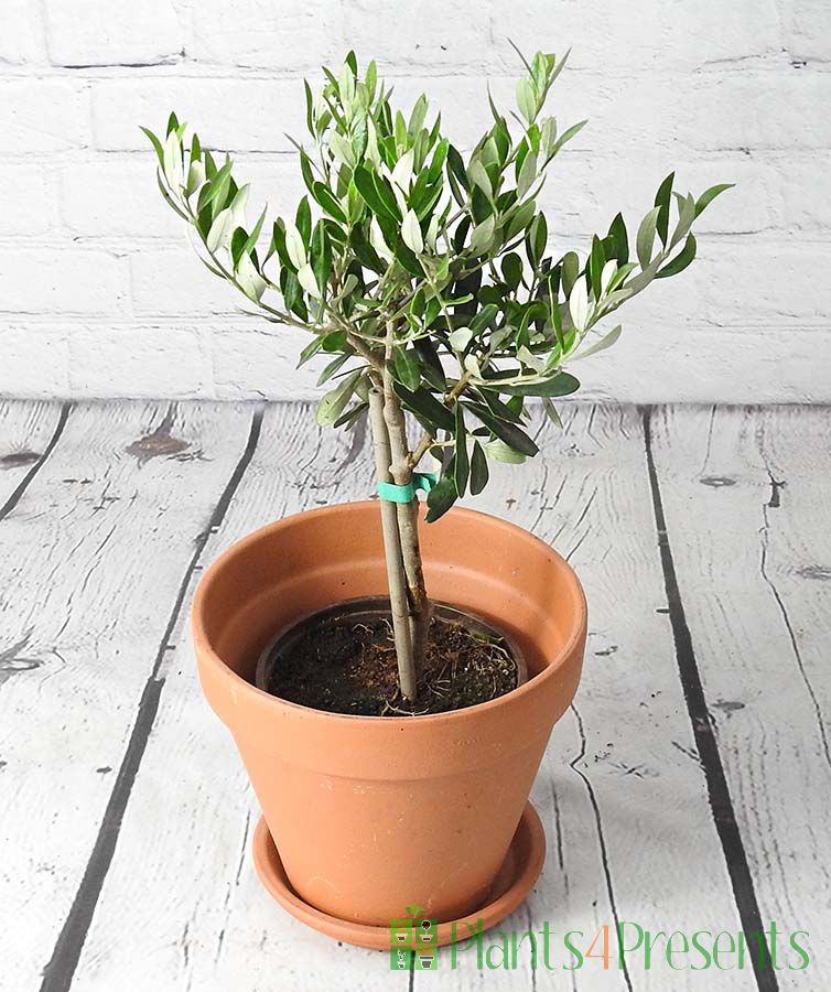 Olive Bush in terracotta pot