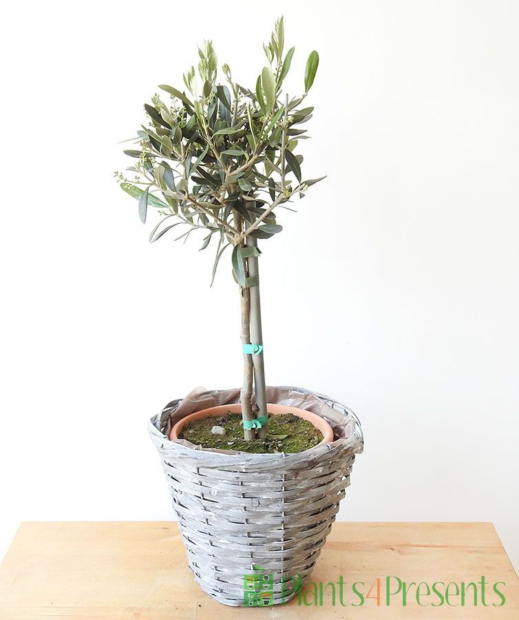 Olive Tree