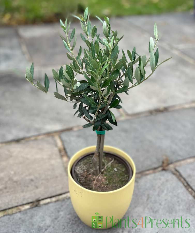Young Olive trees