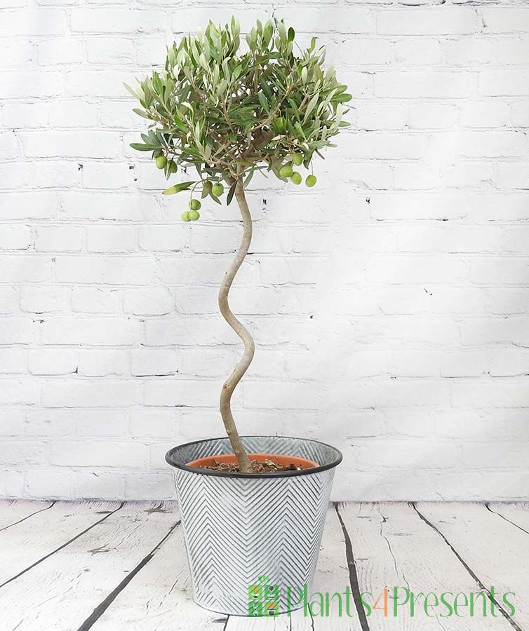 Spiral Stem Large Olive Tree