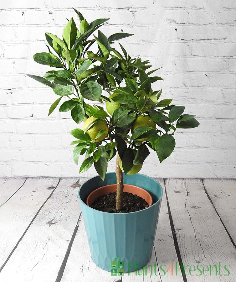 Blood Orange in Teal recycled Pot