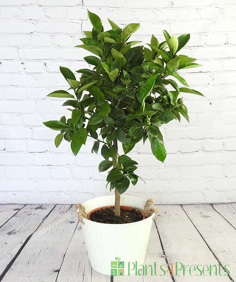 Large orange tree with small green fruit