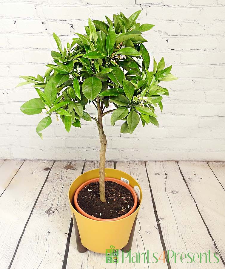 Large Orange Tree 2025