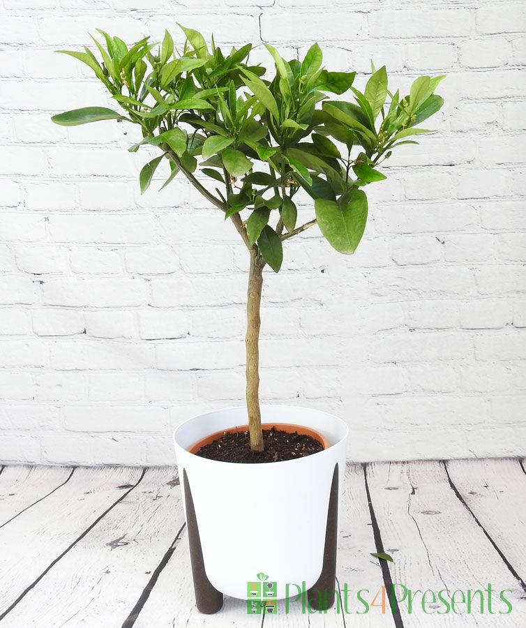 Large Orange Tree        