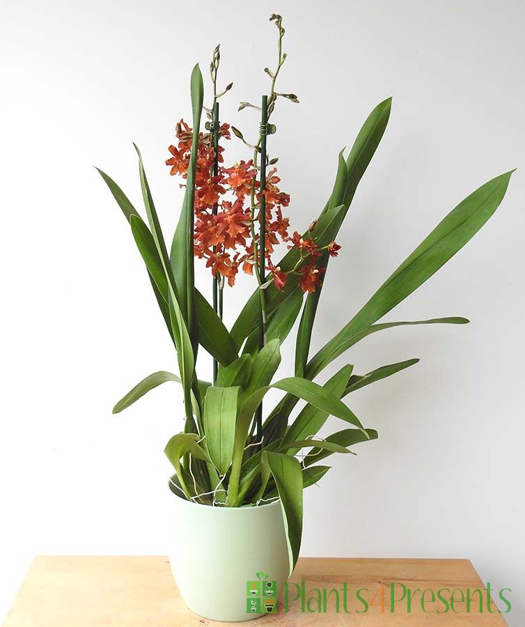 Oncidium