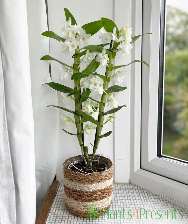 White Spray Orchid