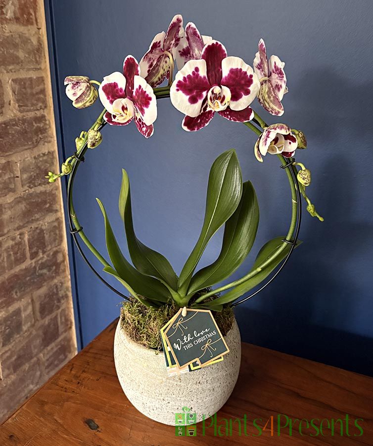 Christmas Orchid Gift