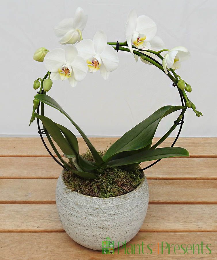 Christmas Orchid Gift