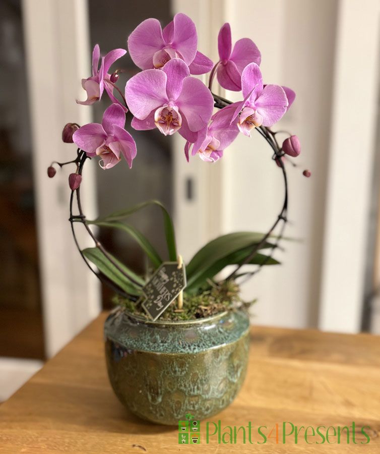 Mother's Day Orchid Gift