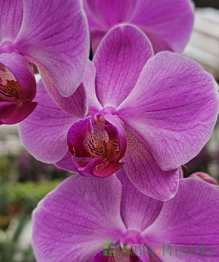 Luxury Moth Orchid