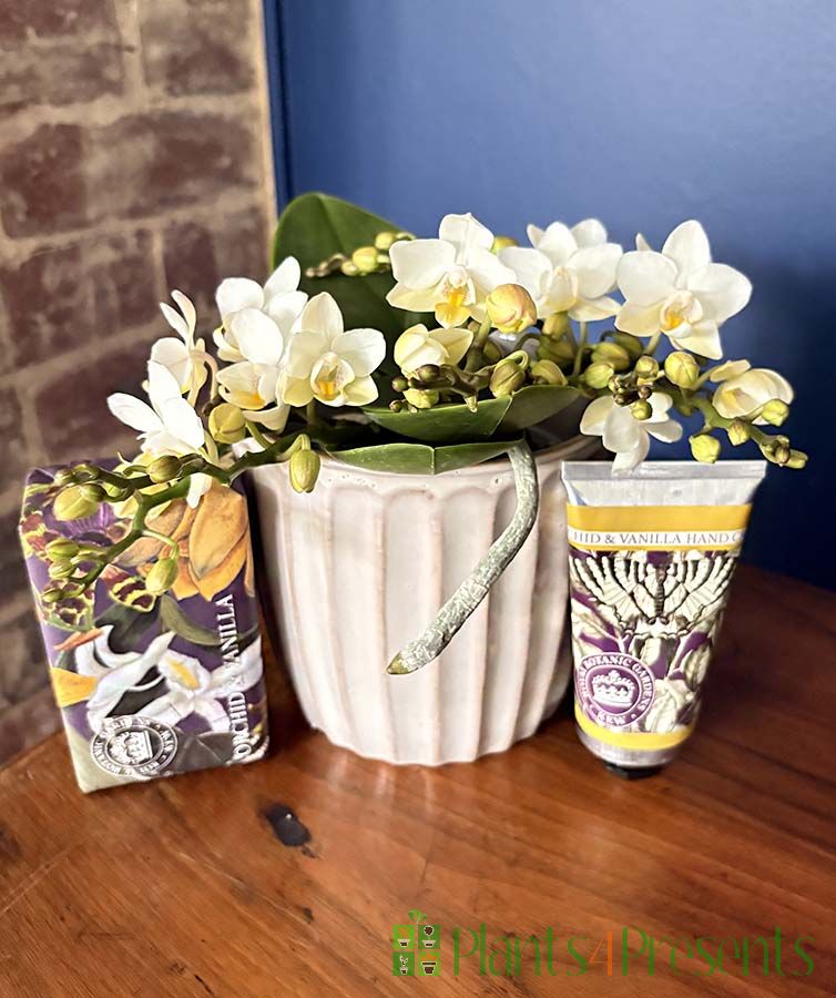 Orchid Pamper set