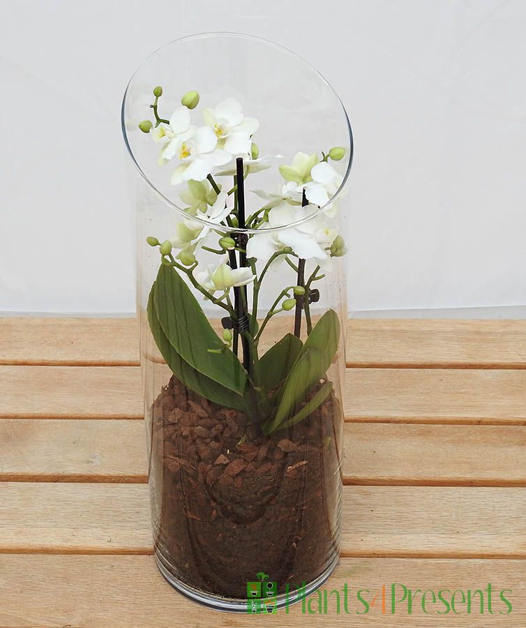 Orchid Terrarium 2025