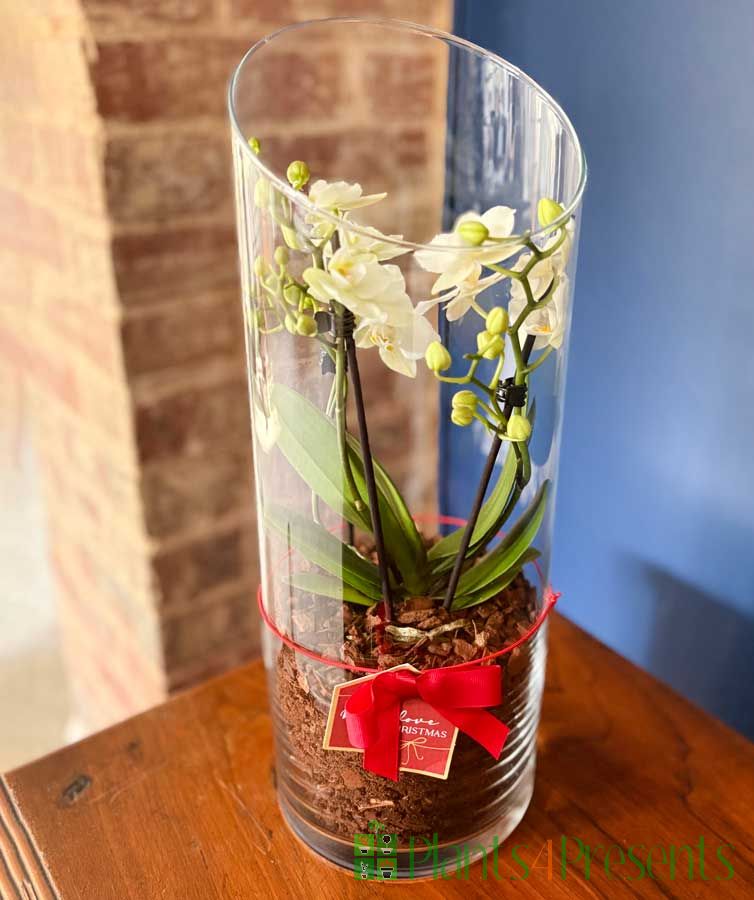 Orchid Terrarium