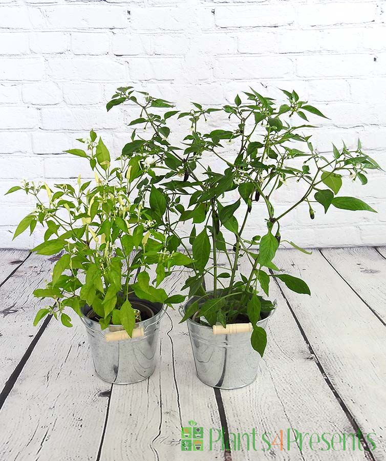 Pair of chilli plants