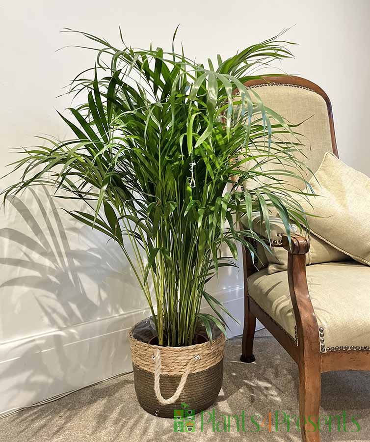 Bamboo Palm