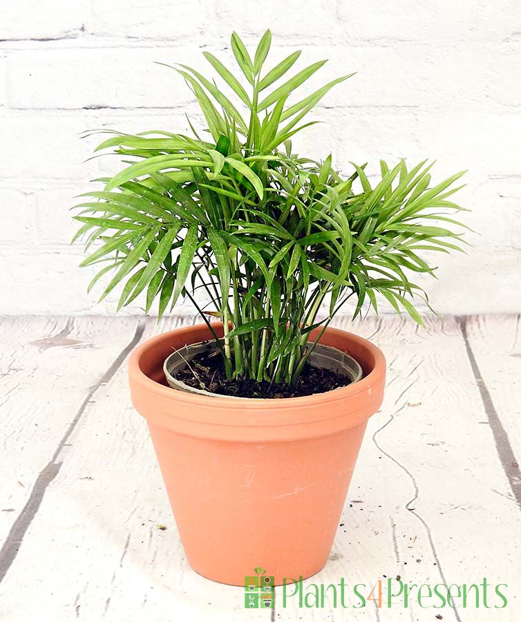 Parlour Palm in terracotta pot