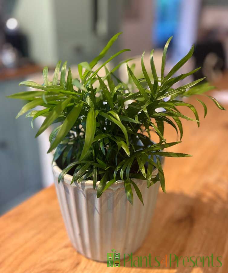 Parlour Palm Small 2025