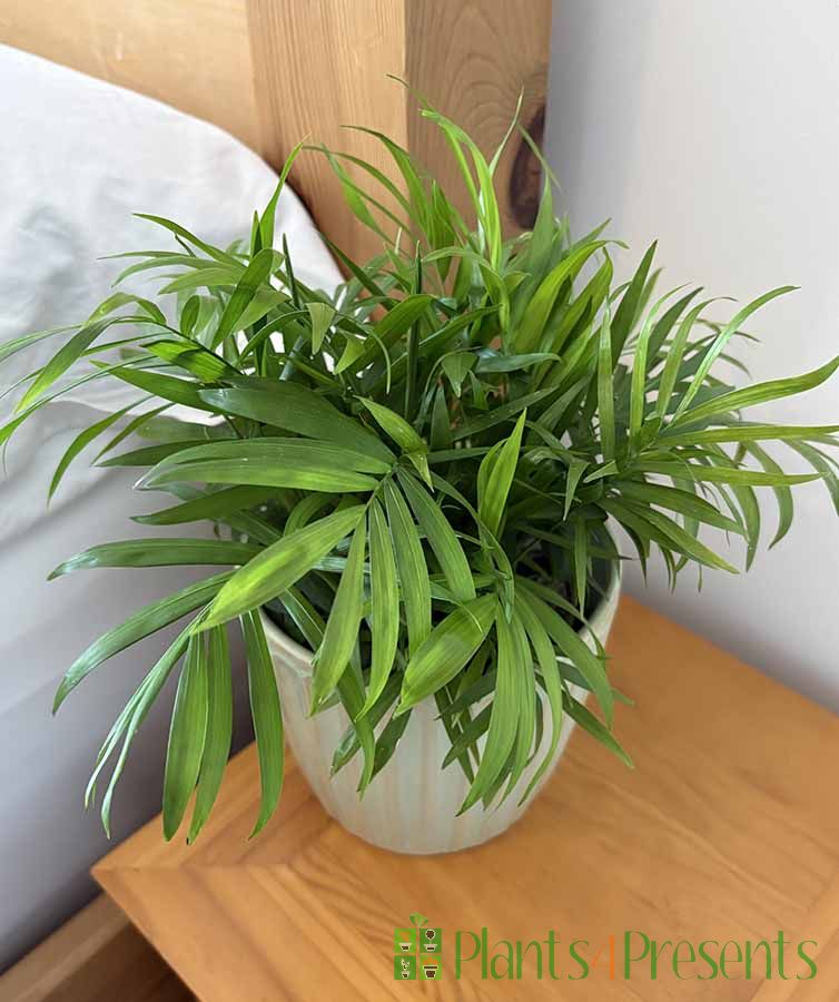 Parlour Palm