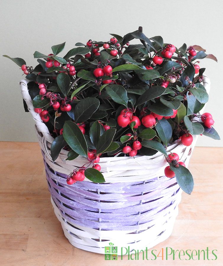 Partridge Berry in purple basket