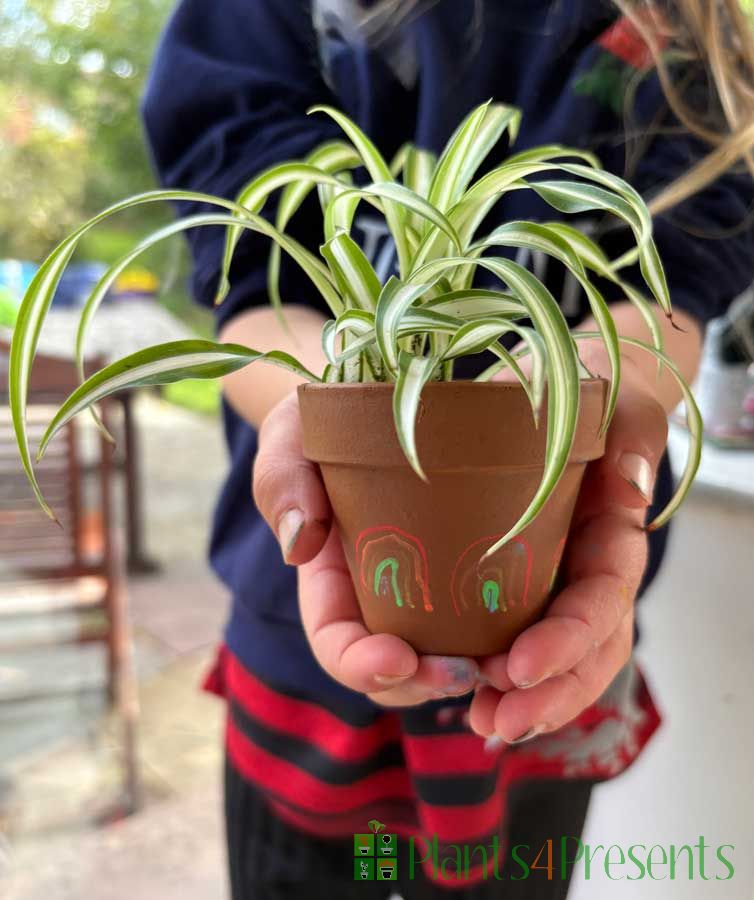 Paint your own Plant Pots -  Party Kit