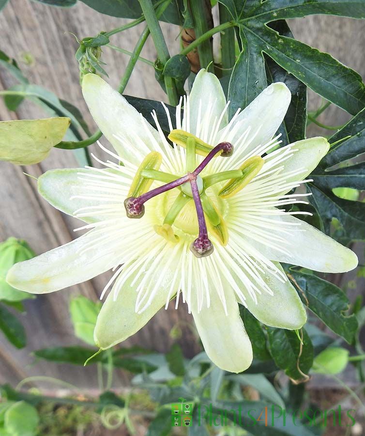 Passionflower 