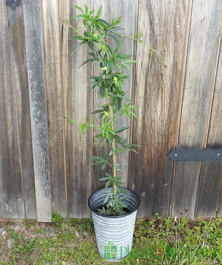 Passionflower in bud