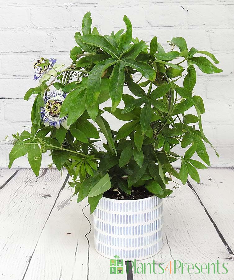 Passionflower Hoop in Blue Lines ceramic pot