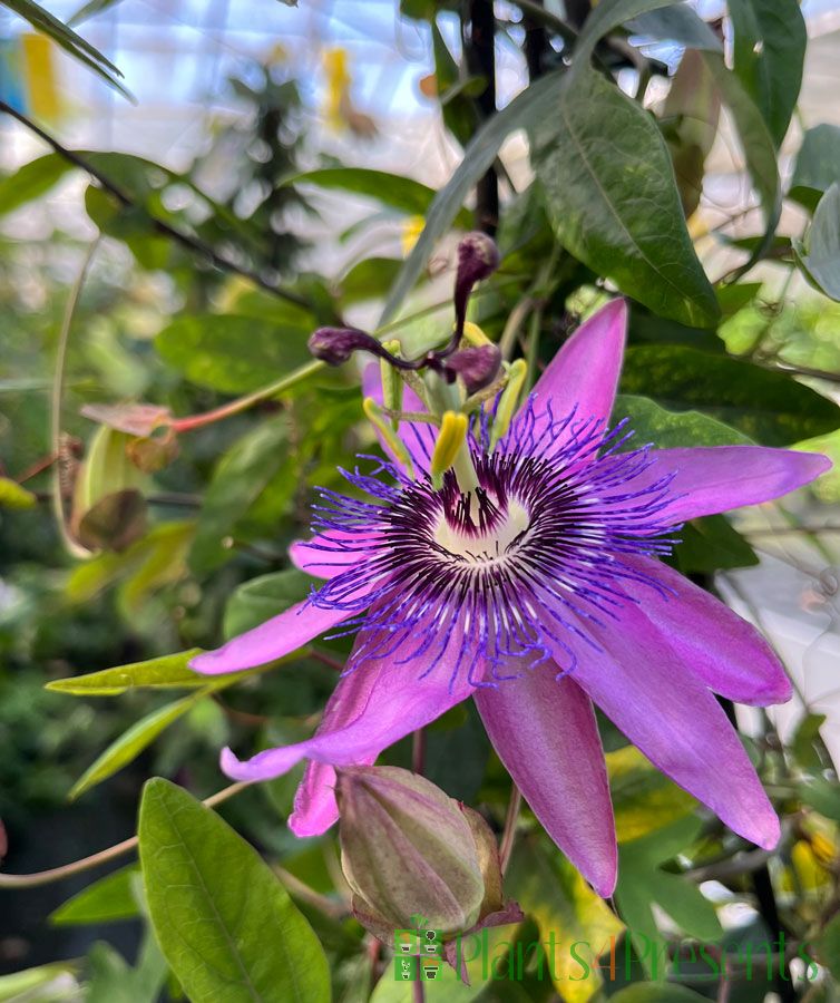 Passion Flower Amethyst 2025