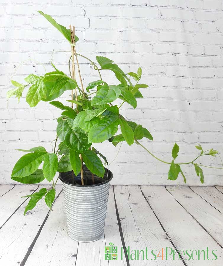 Passionfruit plant early July