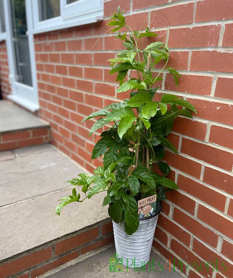 Passion Fruit 2025