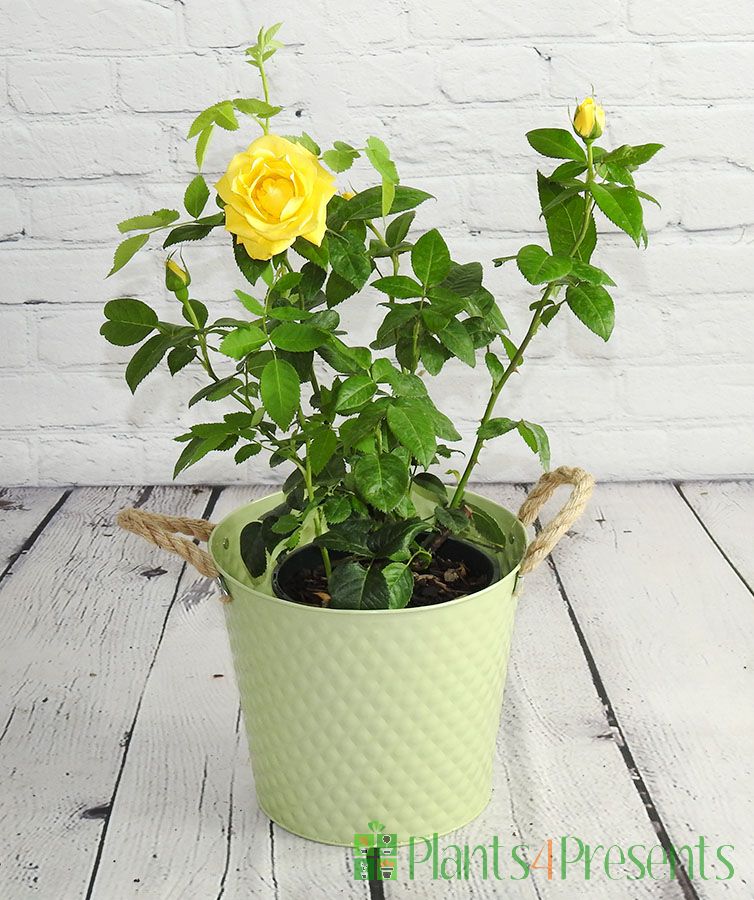 Golden Wedding Bush Rose