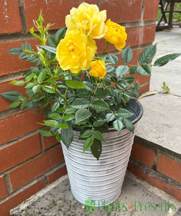 Golden Wedding yellow rose July 2025