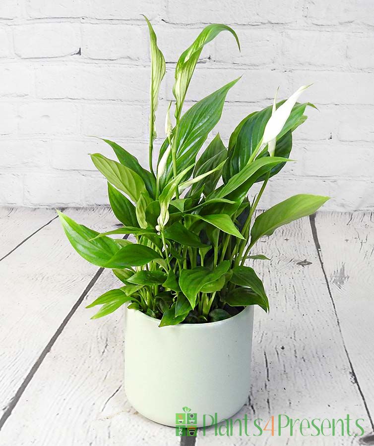 Peace Lily