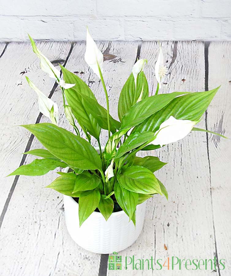 Peace lily from above