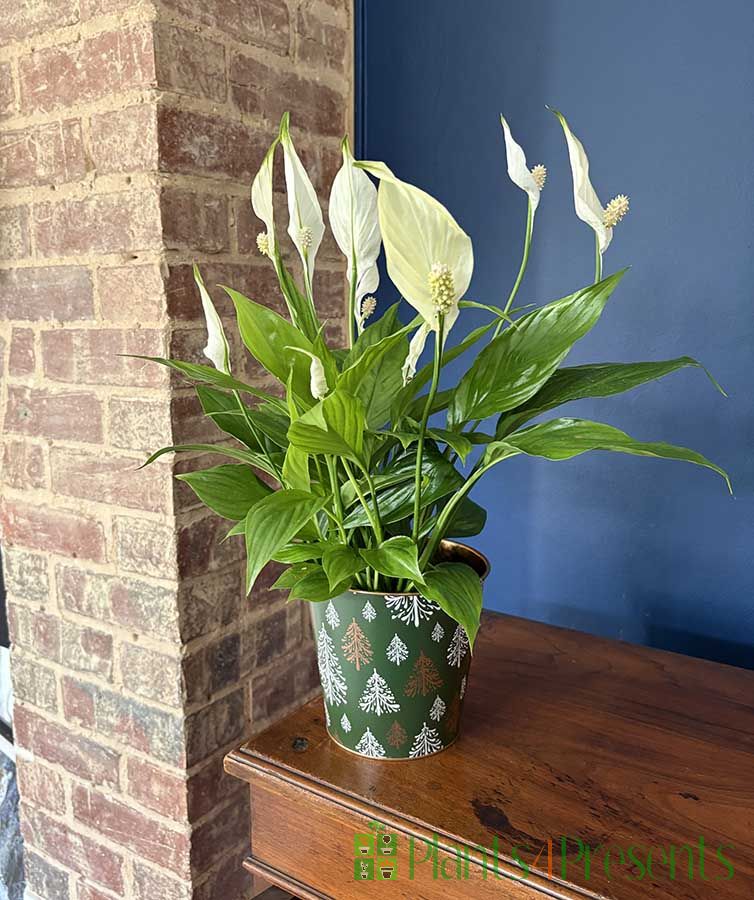Peace Lily