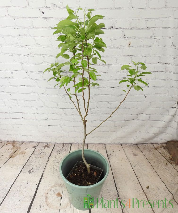 Pear Tree 2025