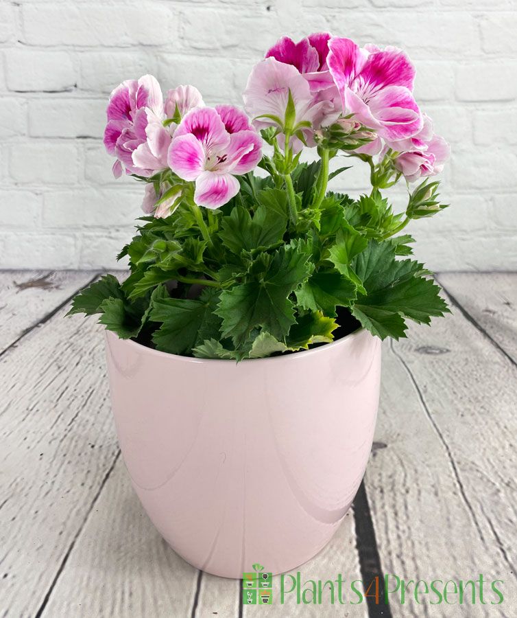 Pink Pelargonium