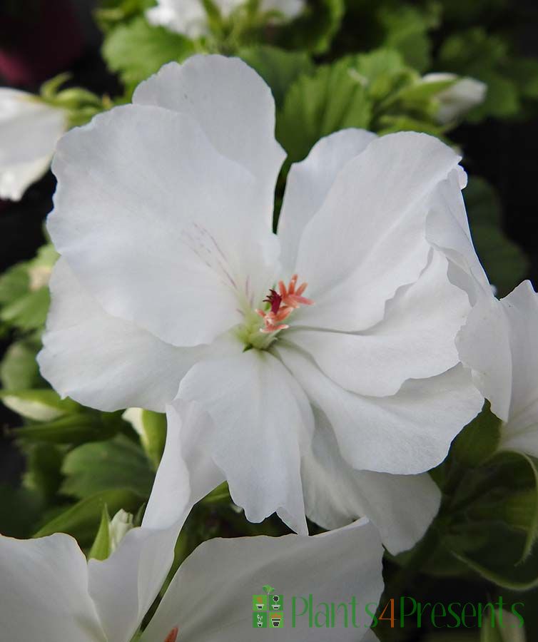 Pink Pelargonium