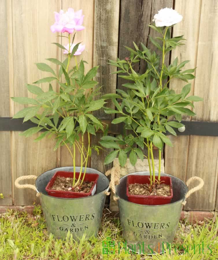 Pair of Peonies