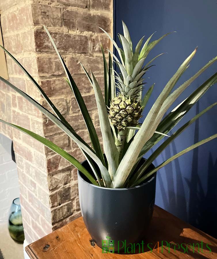 Pineapple Plant in fruit